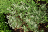 Artemisia maritima RCP6-2020 (54).JPG